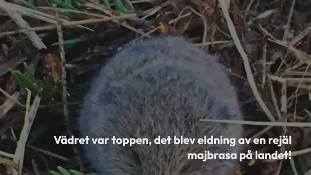 Video thumbnail for Valborg 2016, majbrasa, odling och pyssel