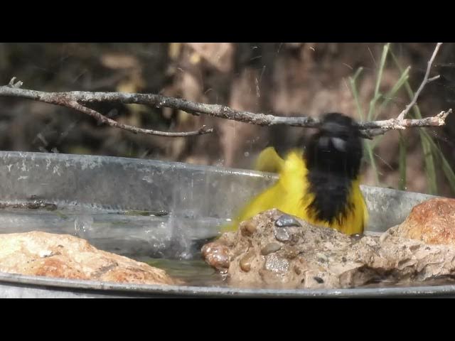 Video thumbnail for Oriole Glad I Dropped In?