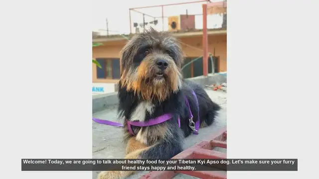 Video thumbnail for Healthy Diet Tips for Your Tibetan Kyi Apso Dog