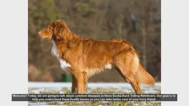 Video thumbnail for Common Health Issues in Nova Scotia Duck Tolling Retrievers