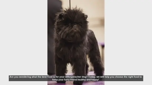 Video thumbnail for Best Food for Your Affenpinscher: Keep Your Furry Friend Healthy and Happy!