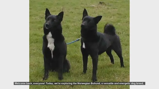 Video thumbnail for Norwegian Buhund: Pros and Cons of This Energetic Breed