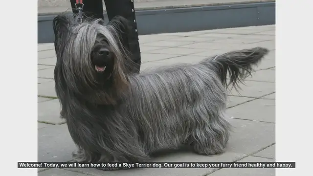Video thumbnail for How to Feed Your Skye Terrier: Essential Tips for a Healthy Dog