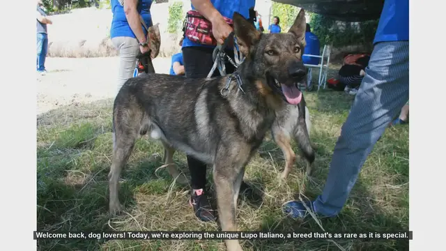 Video thumbnail for Top 10 Fascinating Facts About the Rare Lupo Italiano Dog Breed