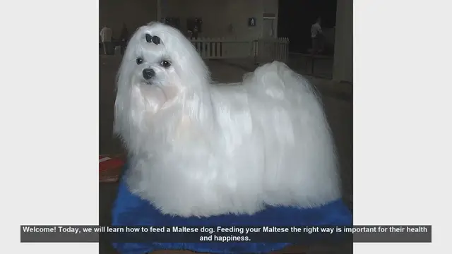 Video thumbnail for How to Properly Feed Your Maltese Dog: Essential Tips for a Healthy Diet