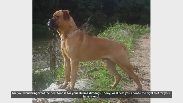 Video thumbnail for Best Diet for Your Bullmastiff: Essential Tips for a Healthy Dog