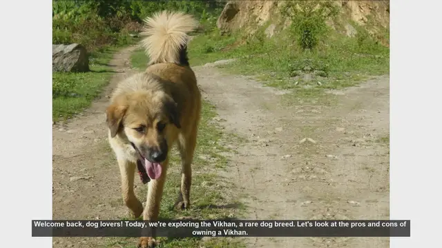 Video thumbnail for The Pros and Cons of Owning a Vikhan: A Rare Dog Breed