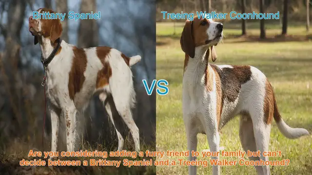 Video thumbnail for Brittany Spaniel vs. Treeing Walker Coonhound: A Detailed Breed Comparison