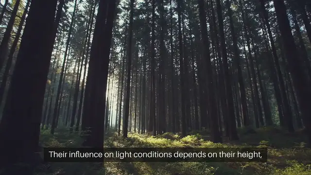 Video thumbnail for Fences Alter Garden Sunlight