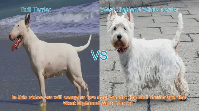 Video thumbnail for Comparing Bull Terrier and West Highland White Terrier: A Guide for Dog Lovers