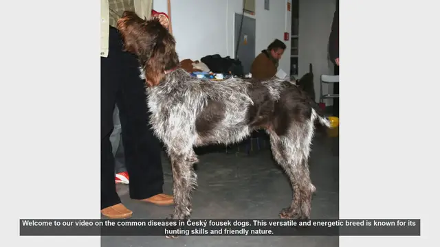 Video thumbnail for Common Health Issues in Český Fousek Dogs: What You Need to Know