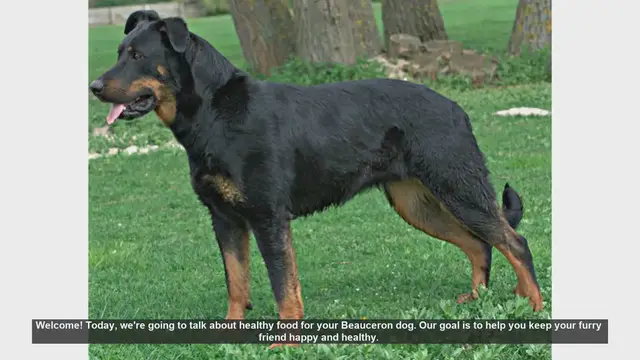 Video thumbnail for Healthy Food Tips for Your Beauceron Dog