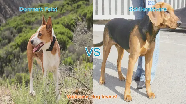 Video thumbnail for Dog Breed Showdown: Denmark Feist vs. Schillerstövare