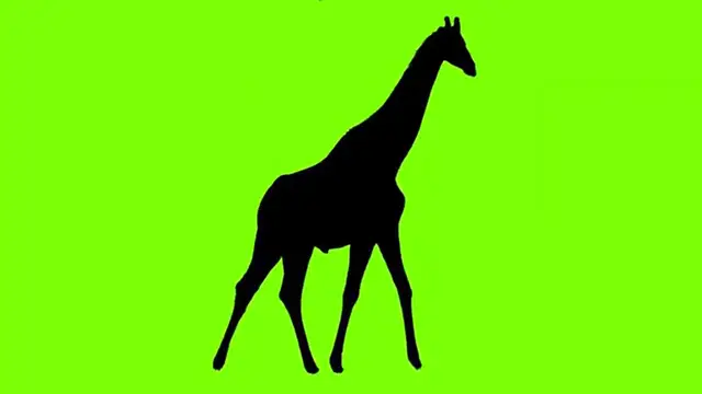 Video thumbnail for Canva Quiz Video Tutorial Guess the Animal