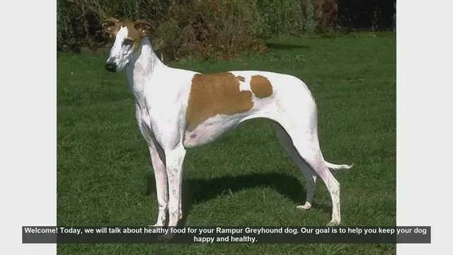 Video thumbnail for Healthy Diet Tips for Your Rampur Greyhound