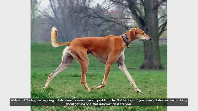 Video thumbnail for Common Health Problems in Saluki Dogs: What You Need to Know