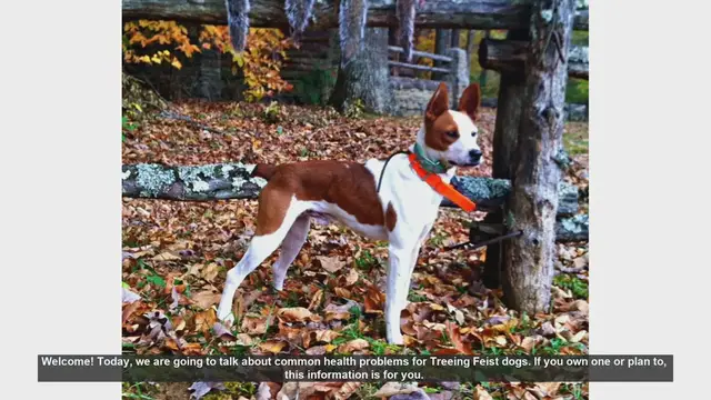 Video thumbnail for Common Health Problems in Treeing Feist Dogs: Prevention and Care Tips