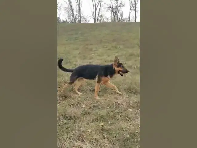 'Video thumbnail for A walk in the park'