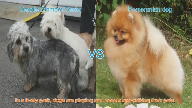 Video thumbnail for Comparing Dandie Dinmont Terrier and Pomeranian: A Guide to Choosing the Right Breed