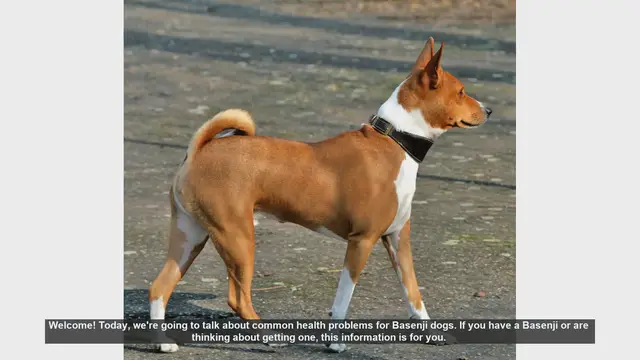 Video thumbnail for Common Health Problems in Basenji Dogs: What You Need to Know