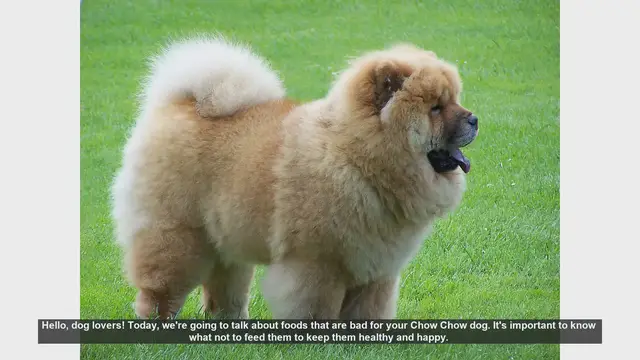 Video thumbnail for Dangerous Foods for Your Chow Chow: Keep Your Dog Safe!