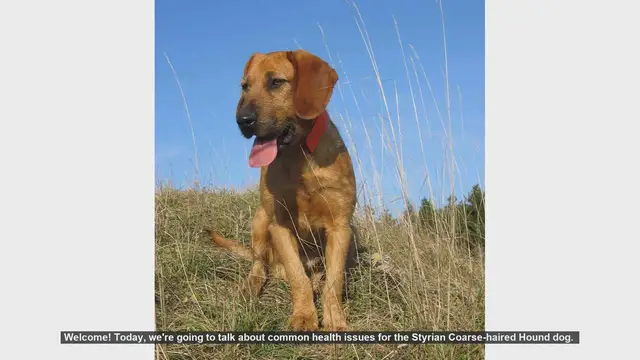 Video thumbnail for Common Health Issues in Styrian Coarse-haired Hounds: Tips for Owners