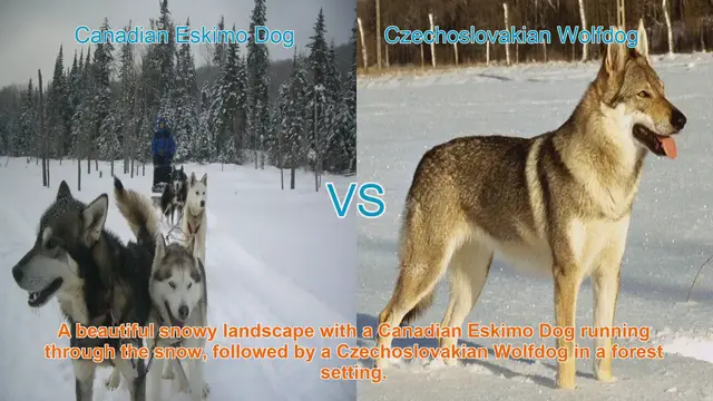 Video thumbnail for Exploring the Canadian Eskimo Dog and Czechoslovakian Wolfdog