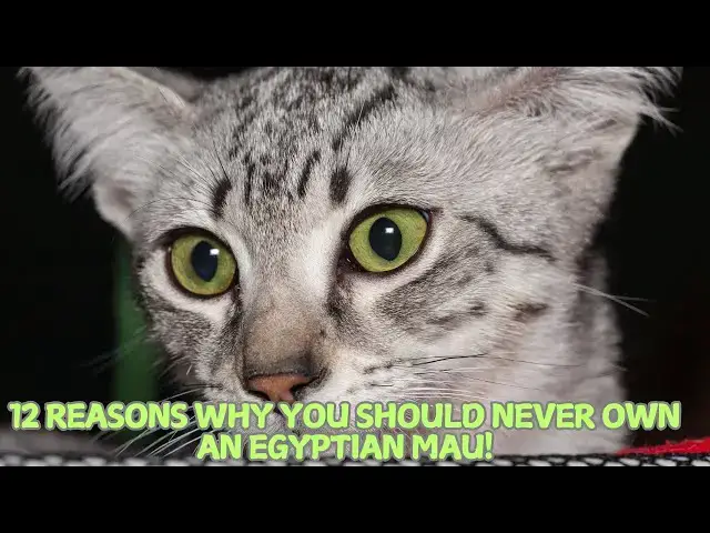Video thumbnail for 12 Reasons Why You Should Never Own an Egyptian Mau! 😼🌍