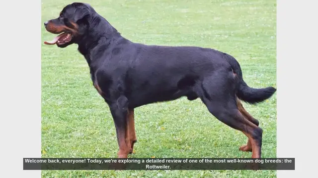 Video thumbnail for Rottweiler Breed Review: Pros and Cons