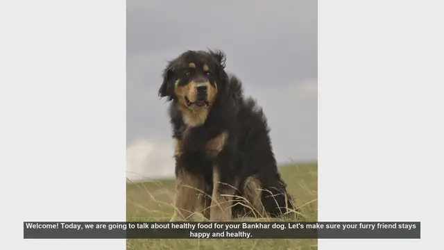 Video thumbnail for Healthy Food Tips for Your Bankhar Dog