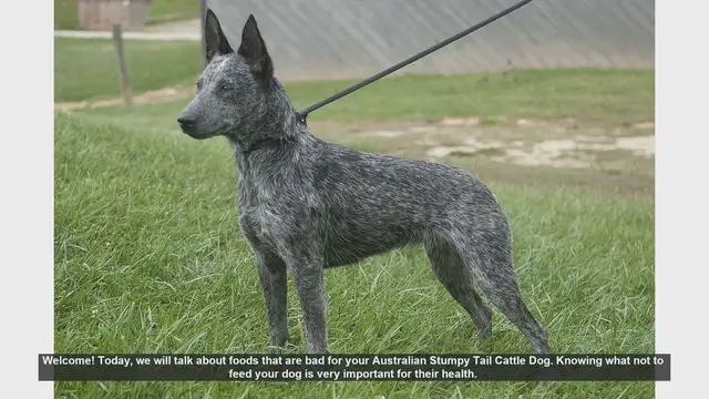 Video thumbnail for 10 Foods to Avoid Feeding Your Australian Stumpy Tail Cattle Dog