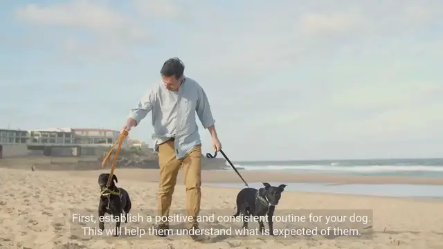 Video thumbnail for Effective Dog Training Techniques and Tips