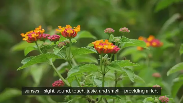 Video thumbnail for How To Create A Sensory Garden