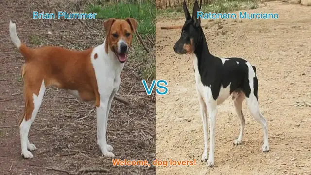 Video thumbnail for Comparing Brian Plummer Terrier and Ratonero Murciano: A Guide for Dog Lovers