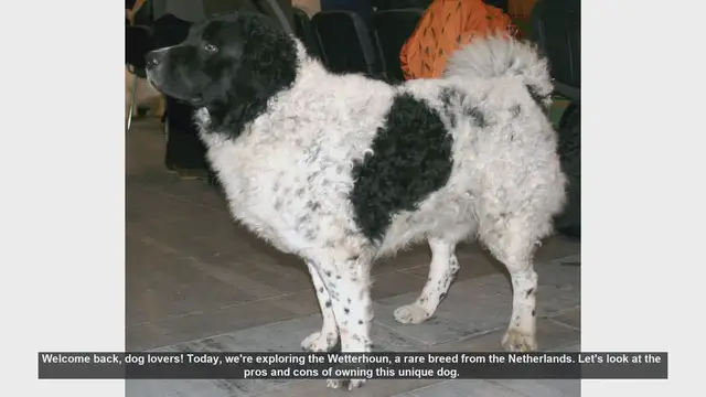 Video thumbnail for Wetterhoun: Pros and Cons of Owning This Rare Dutch Breed