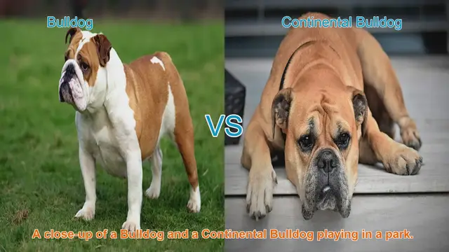 Video thumbnail for Bulldog vs. Continental Bulldog: A Breed Comparison