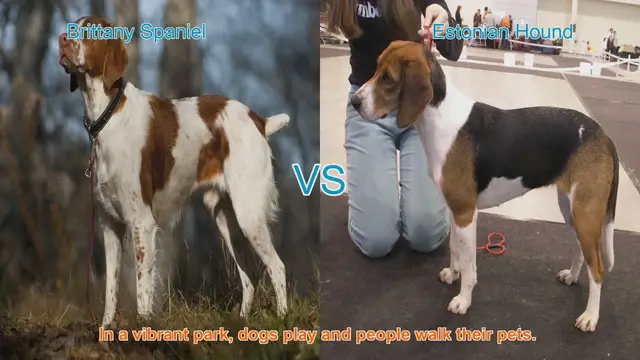 Video thumbnail for Comparing Brittany Spaniel and Estonian Hound: A Guide to Choosing the Right Dog Breed