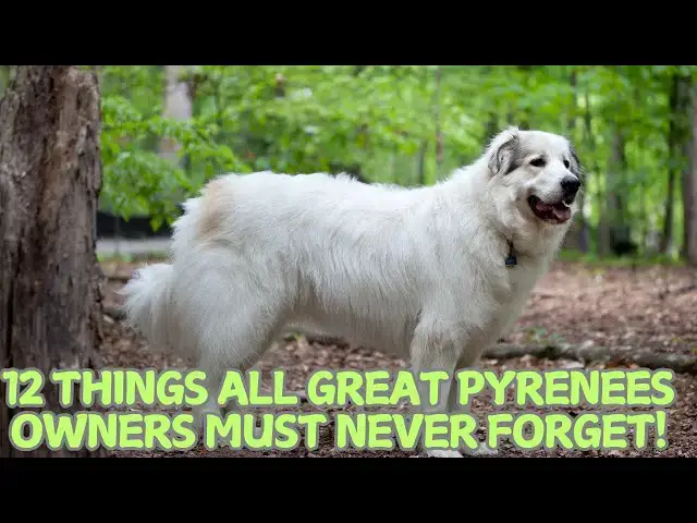 Video thumbnail for 12 Things All Great Pyrenees Owners Must Never Forget! 🏔️🐕