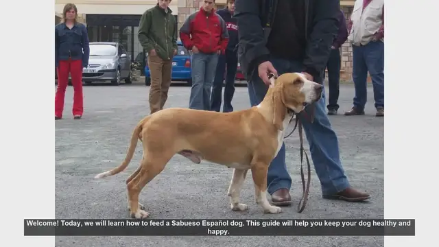 Video thumbnail for How to Properly Feed Your Sabueso Español Dog