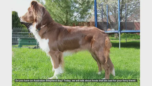 Video thumbnail for Dangerous Foods for Your Australian Shepherd: Keep Your Dog Safe!