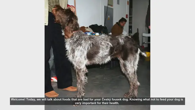 Video thumbnail for Foods to Avoid for Your Český Fousek Dog