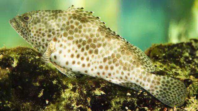 Video thumbnail for Aquarium von Piments | Mauritius