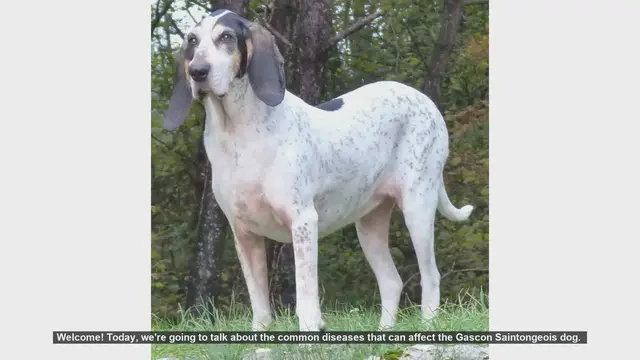 Video thumbnail for Common Health Issues in Gascon Saintongeois Dogs