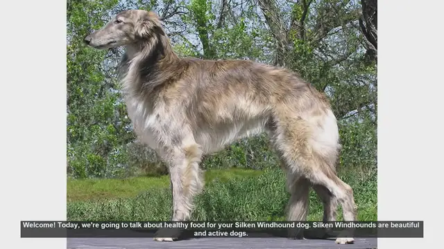 Video thumbnail for Healthy Food Tips for Your Silken Windhound