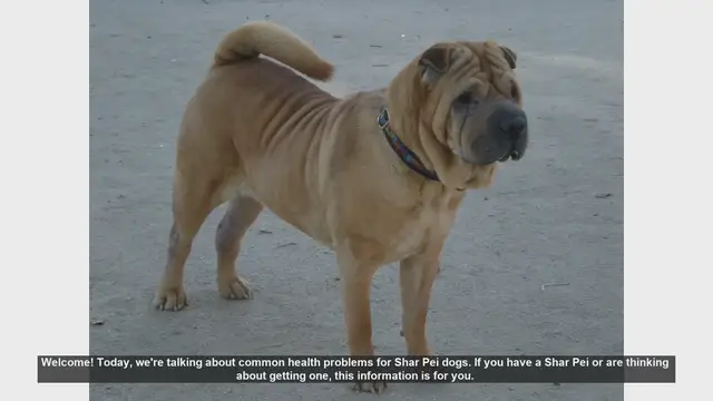 Video thumbnail for Common Health Problems in Shar Pei Dogs: What You Need to Know