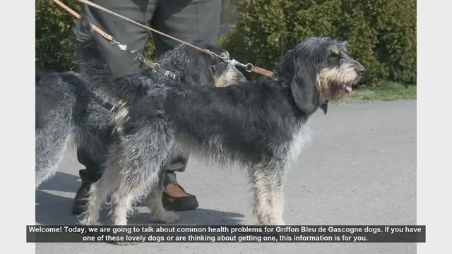 Video thumbnail for Common Health Problems in Griffon Bleu de Gascogne Dogs