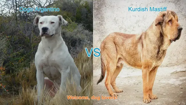 Video thumbnail for Dogo Argentino vs. Kurdish Mastiff: A Comparison of Majestic Dog Breeds