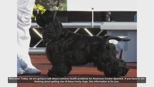 Video thumbnail for Common Health Problems in American Cocker Spaniels