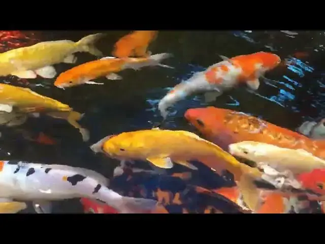 Video thumbnail for Koi Fish Care: The Danger of Sudden Water Changes
