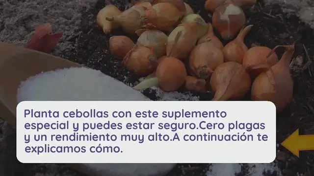 'Video thumbnail for Cebollas, plántalas con este suplemento especial: cero plagas y alto rendimiento'